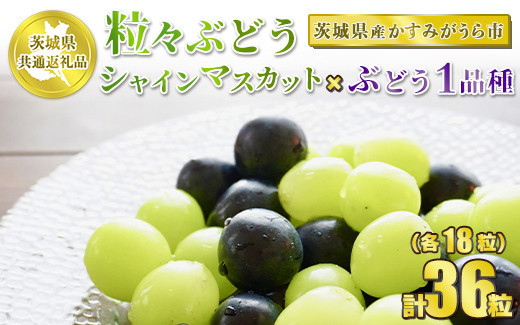 
            粒々ぶどう 合計36粒 各18粒 シャインマスカットとぶどう1品種【茨城県共通返礼品 かすみがうら市】 セット 2種類 食べ比べ シャインマスカット マスカット ぶどう 葡萄 果物 フルーツ お取り寄せ ※2024年8月下旬頃より順次発送予定
          