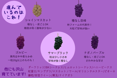 【予約受付・数量限定】林ファーム園主イチオシ！犬山産 極甘 サマーブラック 2キロ [0490]