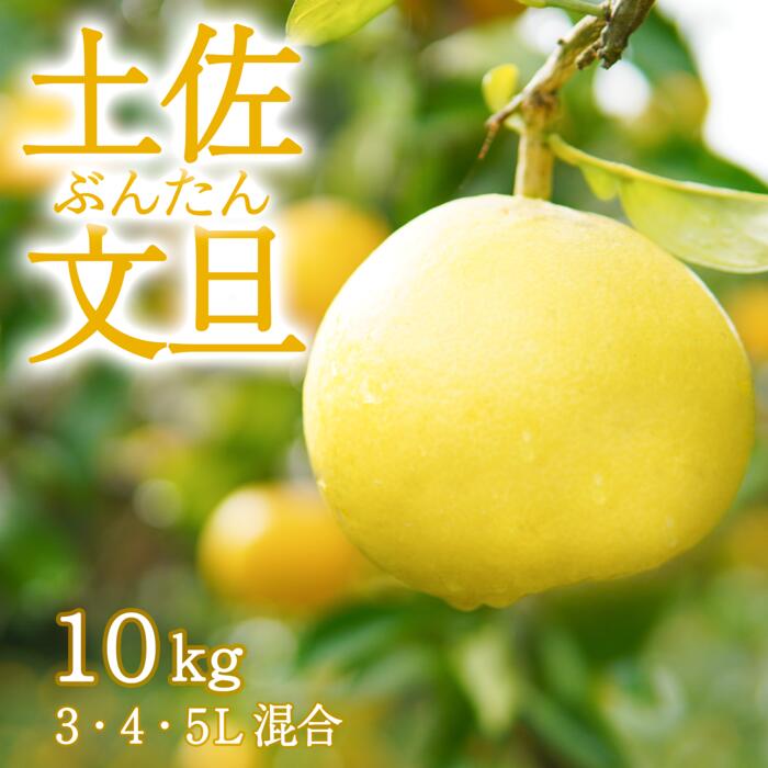 【ふるさと納税】 〈先行予約受付中〉 文旦 家庭用 10kg 3L～5L 混合 ブンタン ぶんたん 高知 土佐 果物 甘い 柑橘 みかん フルーツ 送料無料 ふるさと納税 ぶんたん 産地直送 家庭用 ふるさと納税 分担