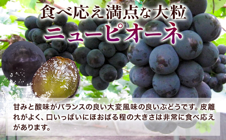 【2026年先行予約】ぶどう ニューピオーネ 1房(約600g前後) たけまさぶどう園 《2026年7月中旬-10月上旬頃出荷》岡山県 浅口市 送料無料 フルーツ 果物 岡山県産 青果物 お取り寄せフ