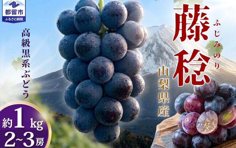 
                  【2027年 先行予約】山梨県都留市産 朝採れ 藤稔 約1.0kg 以上(２～3房）｜  葡萄 ブドウ フルーツ  山梨 やまなし 山梨県産 果物 くだもの 藤稔 プレゼント ギフト ぶどう  デザート スイーツ ふじみのり
                