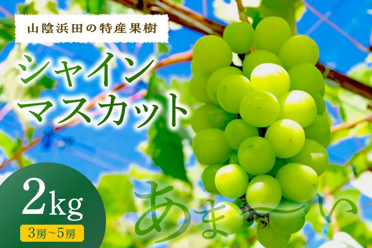 【先行予約】【2026年産】山陰浜田の特産果樹「シャインマスカット」2kg ＜8月下旬より発送＞ 【010_1946】