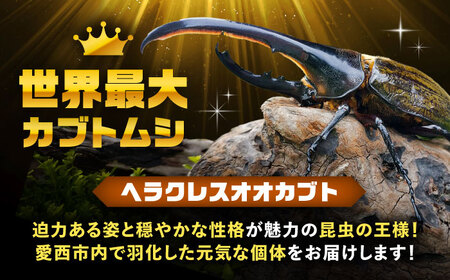 【一部配送不可地域あり】 ヘラクレスオオカブト成虫ペア（オスサイズ120mm〜150mm）飼育セット付き 愛西市 / 艶麗[AEDD001]