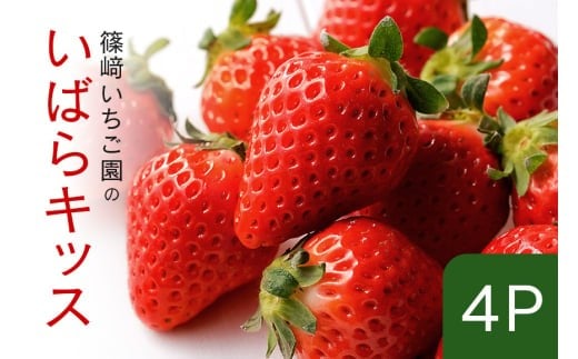 【2026年先行予約】いばらキッス4P (A32-005)