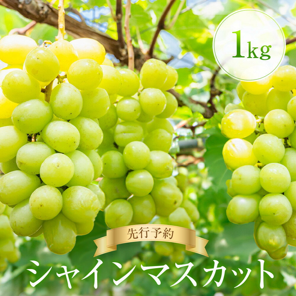 【ふるさと納税】＜先行予約＞ シャインマスカット 1kg | ぶどう 朝採れ フルーツ ブドウ 種無し 高糖度 大粒 おいしい 人気 飛騨高山 ぶどうマルシェTSUZUKU SK003