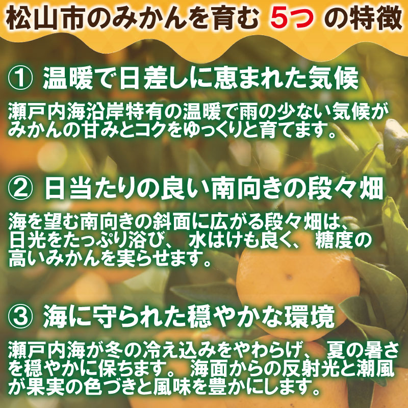 【10月上旬から順次発送】 訳あり 愛媛みかん 約1kg | えひめみかん 愛媛のみかん 温州みかん みかん 温州ミカン 柑橘 果物 蜜柑 えひめのみかん くだもの フルーツ みかん ミカン mika