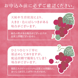 【2025年先行予約】クイーンニーナ　約500g×4パック  ぶどう クイーンニーナ 約500g×4パック 山梨県産 ブドウ フルーツ 果物 赤ぶどう 低農薬 期間限定 数量限定 【2025年先行予約
