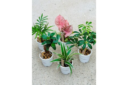 【えっ全部入り!?】京都・京丹後の専門店が厳選！観葉植物5点セット｜癒しと彩りのグリーン便