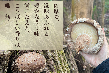 【お中元ギフト】農林水産大臣賞 受賞 槻木 大葉厚肉 乾燥椎茸 205g 026-0025-c