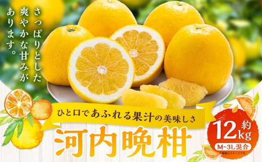 【 ひと口であふれる果汁の美味しさ 】 河内晩柑 約12kg みかん ミカン 柑橘 柑橘系 柑橘類 くだもの 果物 フルーツ 果実 果汁 果肉 国産 愛媛県産 【 2027年3月下旬～7月上旬 】 ( 1090 )