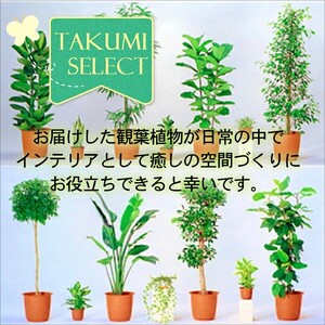 【C0-049】緑の匠が選んだ観葉植物　素敵な空間づくりに　オーガスタ　7号