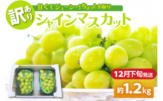 【2025年12月下旬発送】 【訳あり】 シャインマスカット 1.2kg 家庭用 青森