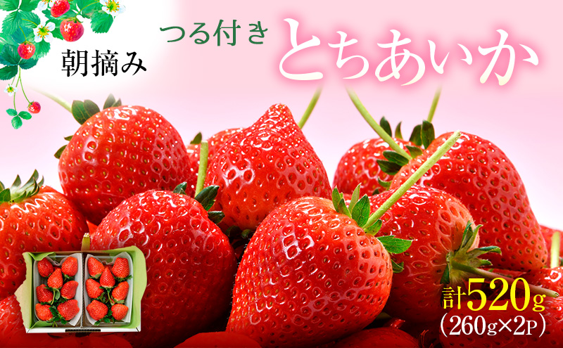 つる付き とちあいか 2パック箱（1月中旬～1月下旬発送） いちご 果物 フルーツ 苺 イチゴ くだもの 朝取り 新鮮 美味しい 甘い