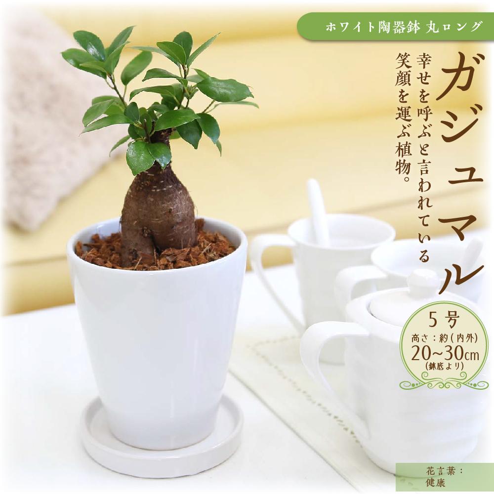 【ふるさと納税】＼2025年4月以降発送／【観葉植物】幸せを見守る樹 ガジュマル 5号 ホワイト陶器鉢 | 観葉植物 植物 グリーン 緑 インテリア 室内 リラックス マイナスイオン 自然 おしゃれ オシャレ 癒し プレゼント ギフト 鉢付 筑前町 送料無料