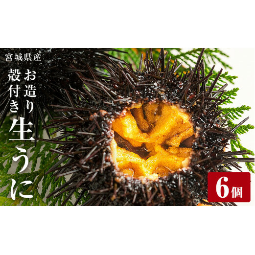 ＜先行予約：2026年5月下旬以降順次発送＞ 宮城県産 お造り生うに 6個 生ウニ 生雲丹 うに ウニ 雲丹 殻付きうに 殻付きウニ 殻付き雲丹 ウニ