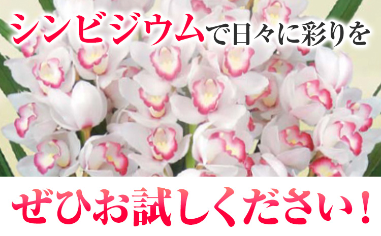洋蘭 シンビジウム 3本 株式会社 河野メリクロン あんみつ館《12月上旬‐3月上旬頃出荷》蘭 ラン 洋ラン シンビジューム 世界一 花 鉢 記念日 送料無料 徳島県 美馬市 【配送不可地域あり】(北