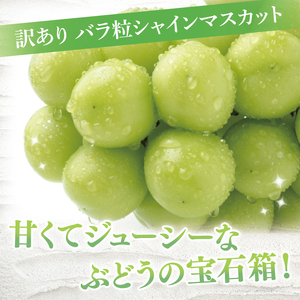 【9月より順次発送】【数量限定】訳あり バラ粒 箱込み1kg シャインマスカット【茨城県共通返礼品／かすみがうら市】【茨城県 水戸市 果物 くだもの フルーツ ブドウ ぶどう 葡萄 マスカット シャイ