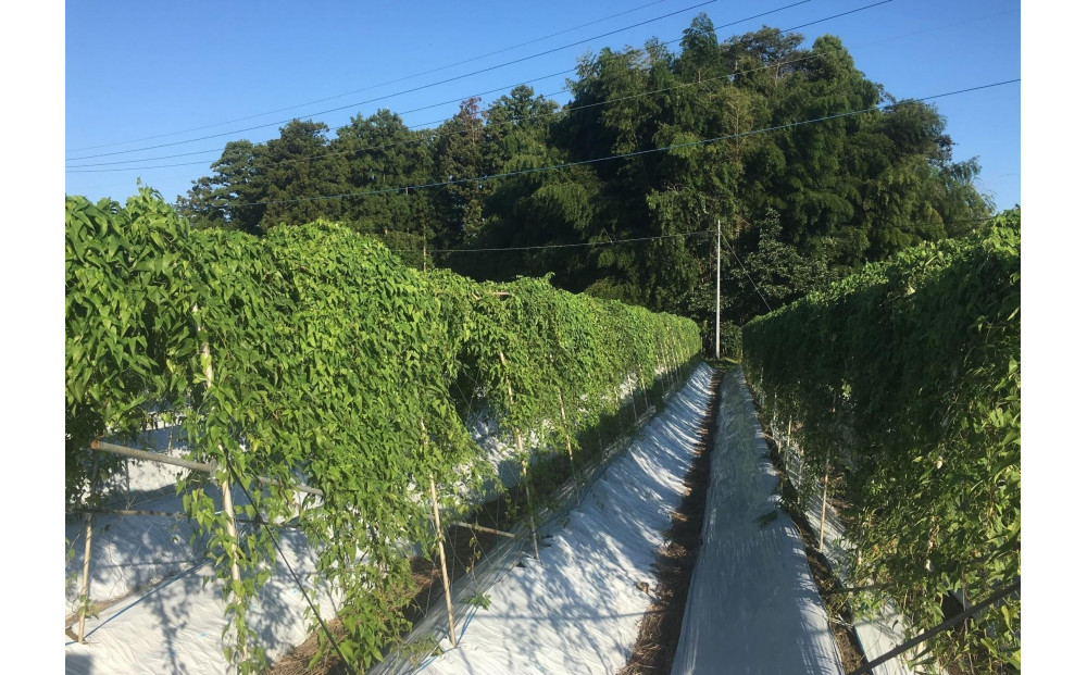 大田原産　自然薯（カット品）600ｇ［常温発送］