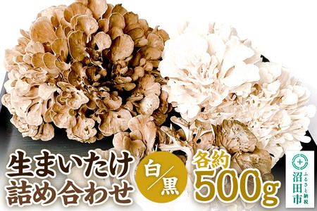 生まいたけ（白・黒）詰め合わせ 各約500g おいがみ舞茸園
