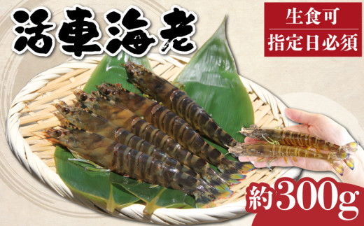先行予約 活車海老 約300g 指定日必須 