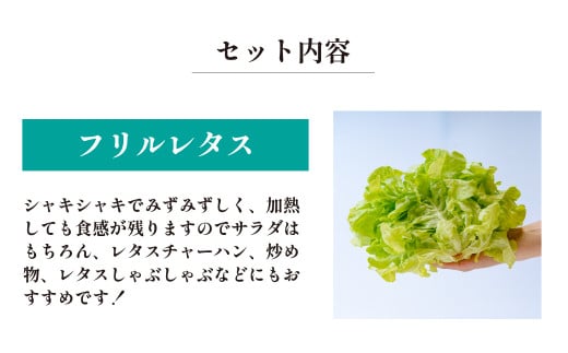 <洗わず食べられる・室内水耕栽培> レタス3種詰めわせ 500g×2パック 合計1kg