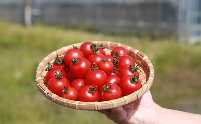 
機能性表示食品 Hapitoma ハピトマ 糖度7（1kg）健康 ヘルシー GABA リコピン 人気 厳選 袋井市
