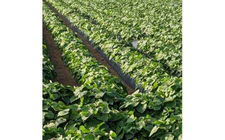 訳あり 干し芋 1.9kg（950g×2）ほしいも 干しいも ほし芋 訳あり B級品 人気 お菓子 ランキング スイーツ 紅はるか 送料無料 日 取り寄せ おすすめ 国産 母 父 敬老の日 しっとり 