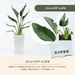 2026年4月上旬～発送【観葉植物】ストレリチア・レギネ 55cm～75cm(JAいぶすき/014-2016) 観葉植物 植物 グリーン 鉢 おしゃれ 大型 インテリア 室内 開店祝い 新築祝い 引越