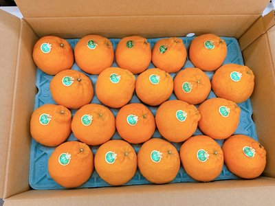 【先行予約】デコポン発祥の地 宇城産 露地物デコポン 約5kg（18～20玉）【2026年3月上旬〜3月下旬頃発送予定】