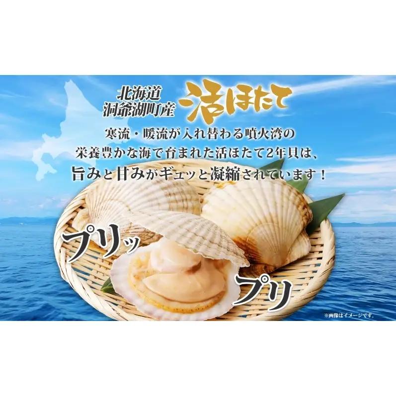 北海道産 活ほたて 2年貝 約4kg 30枚～45枚 2027年1月中旬以降水揚げ次第出荷 ほたて 帆立 ホタテ 生 貝 魚貝 魚介 海産 海鮮 貝柱 噴火湾 刺身 送料無料 北海道 洞爺湖町