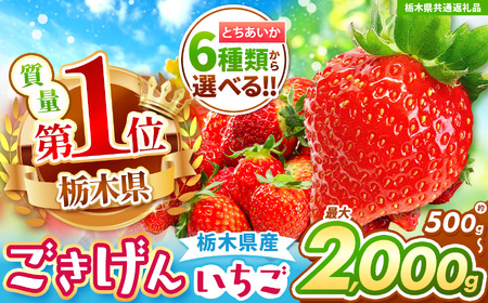 【栃木県共通返礼品】【先行予約】年内発送いちご  初摘みとちあいか 500g以上| 果物 くだもの フルーツ 野菜 やさい ヤサイ 苺 イチゴ いちご とちあいか 新鮮 甘い 数量 限定 美味しい 果物 共通返礼品 フルーツ デザート 栃木県 那珂川町 送料無料