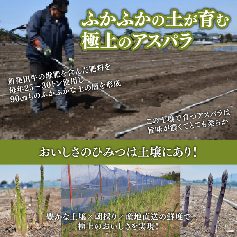 先行予約 紫入りアスパラ レギュラーと太め混合 １㎏ 朝採れ 新鮮 令和7年産 アスパラ アスパラガス 甘い 太い 柔らかい 特産品 野菜 春野菜 星野農園 新潟 新潟県 新発田産 新発田市 hosh