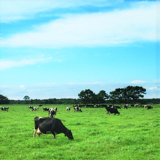 べつかいののむヨーグルト（プレーン/いちご各5本）（DYG-02）【BN0000013】_イメージ5