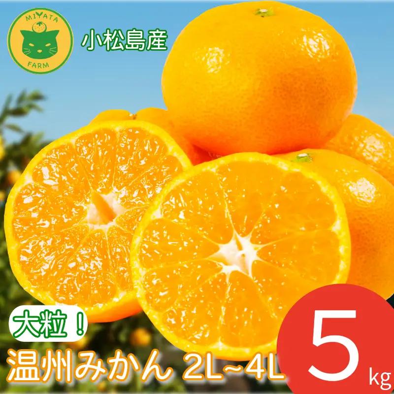 【2026年11月発送】みかん 大玉 温州みかん 5kg 2L~4L以上 くだもの 蜜柑 ミカン 小松島市