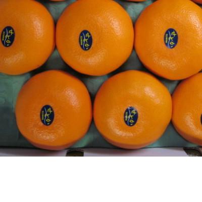 ふるさと納税 三豊市 【発送月固定定期便】香川県・三豊市共通返礼品　フルーツ旬の果物　Iセット全3回 |  | 01