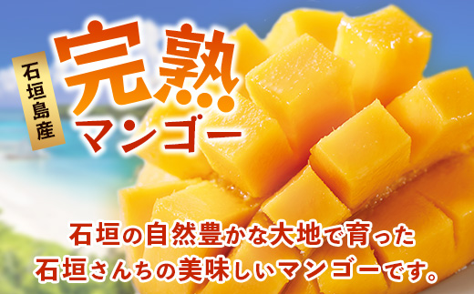 2026年発送分【先行予約】石垣島産《樹齢30年》マンゴー (アーウィン種) 約1kg(2～3玉)《2026年7月以降より順次発送》TP-1