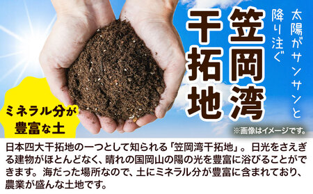 たまねぎ【2025年先行予約分】しお風たまねぎ 約5kg《2025年6月上旬-6月末頃出荷》 玉ねぎ たまねぎ 野菜 青果物 岡山県 笠岡市 玉ねぎ 5kg たまねぎ 玉葱 通常のたまねぎ