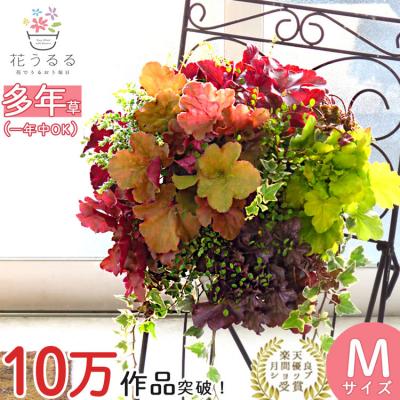 ふるさと納税 山口市  宿根草「ヒューケラの花うるるハンギング寄せ植え」Mサイズ C052
