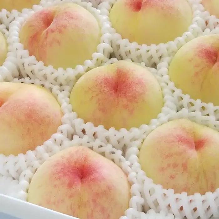 2026年 先行予約 ご家庭用 岡山   白 桃   早生　中生種 約1.4kg（4～6玉）|　桃