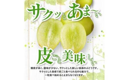 シャインマスカット 化粧箱 1房 ( 600g以上 ) 【2024年8月下旬～2024年9月下旬配送】 【T006-130】