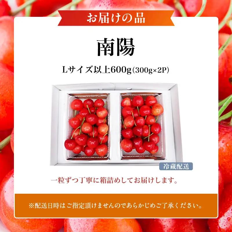 先行受付 北海道 仁木町産 さくらんぼ 南陽 600g(300g×2パック)　Lサイズ以上 旬 桜桃 産地直送 サクランボ チェリー フルーツ 果物 果物類  仁木町 仁木 [松山商店]