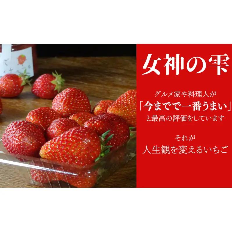いちご 訳あり 先行予約 女神の雫 500g いちご