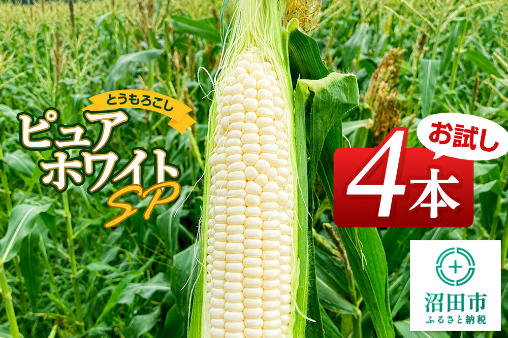 《7月下旬～9月上旬発送》とうもろこし ピュアホワイトSP お試しセット（4本）山口いちご園
