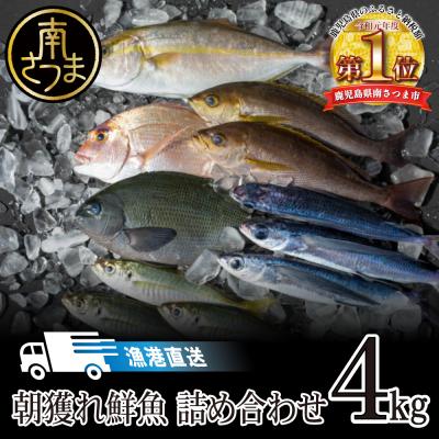 ふるさと納税 南さつま市 【漁港直送】朝獲れ鮮魚 詰め合わせ 4kg