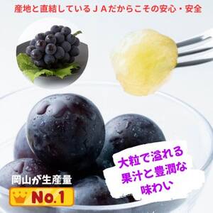 ご家庭用 ニューピオーネ 約2.0kg(3～5房)【配送不可地域：離島】【1614296】