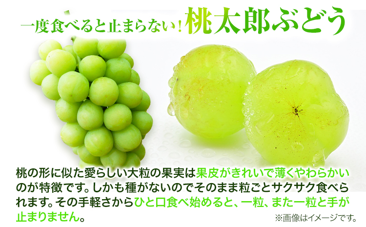 岡山県産桃太郎ぶどう（1房680g以上）1房入り　令和7年産先行受付《9月上旬‐10月中旬頃出荷》【配送不可地域あり】---H-26a---
