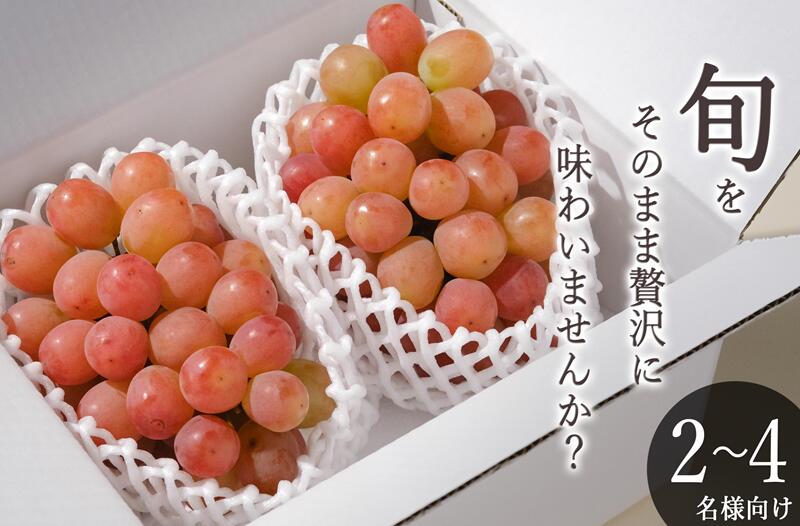 【ふるさと納税】 サンシャインレッド 2026年 先行予約 約1.1kg 2房 自然農法 産地直送 9月 10月 発送 期間限定 冷蔵 クール フルーツ 果物 果実 赤系 ぶどう 葡萄 贈答 ギフト 家庭用 山梨県 甲州市 （BNC） 【B16-425】