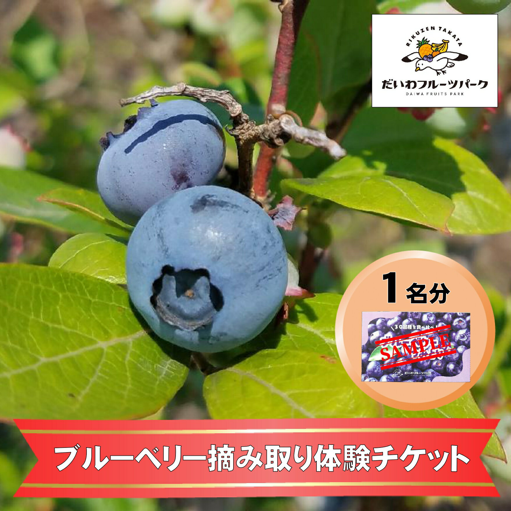 【ふるさと納税】 ブルーベリー 摘み取り 体験 大人 1名様分 200gの空パック付 体験時間 40分 だいわフルーツパーク気仙 [ 陸前高田市 フルーツ 果物 収穫 食べ比べ 新鮮 フレッシュ 旬 期間限定 数量限定 家族 ファミリー 友達 夏 ]