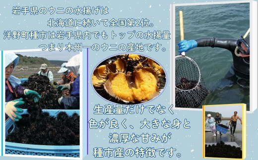 【水揚げしたその日に出荷】生うに 牛乳瓶入り 130g×3本 計390g ミョウバン不使用 無添加 塩水うに