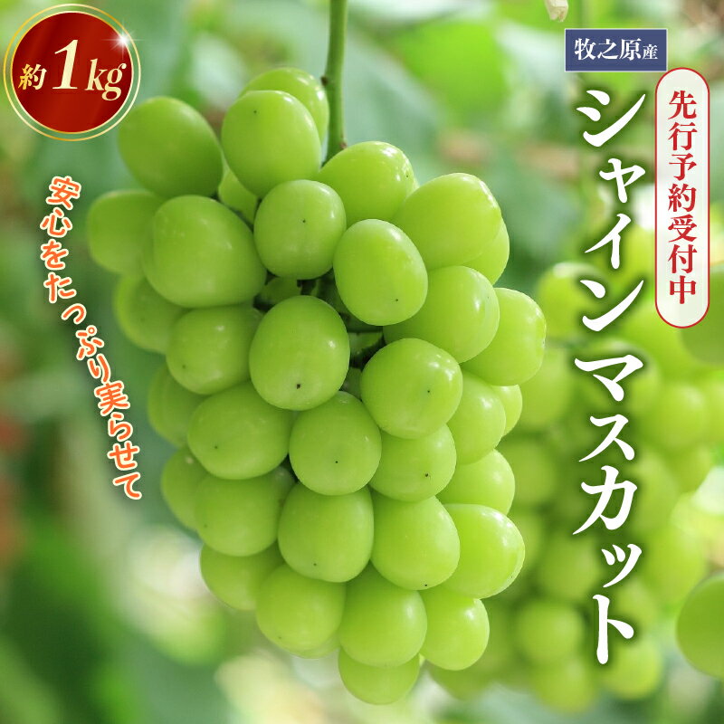 【ふるさと納税】 シャインマスカット 1kg 令和7年度産 予約受付 数量限定 8月初旬より順次発送 フルーツ ぶどう 果物 葡萄 ブドウ マスカット 安心 おいしい 国産 静岡県 牧之原市 edama